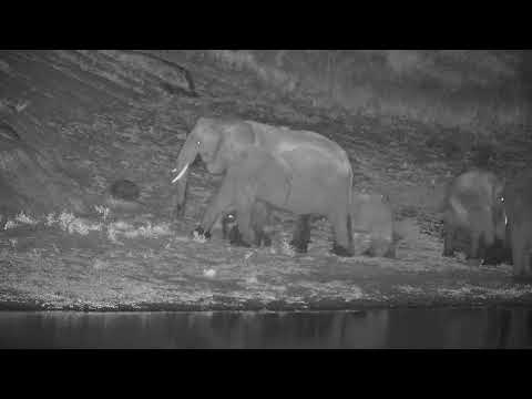 Djuma: Small Elephant herd with what looks like a brand new calf - 01:12 - 04/09/2022