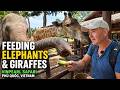 Vinpearl Safari Phú Quốc Vietnam Feeding Elephants Giraffes 2026 Guide
