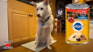 An Honest Pedigree Wet Food Review