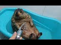 marmot lying down enjoying the shower