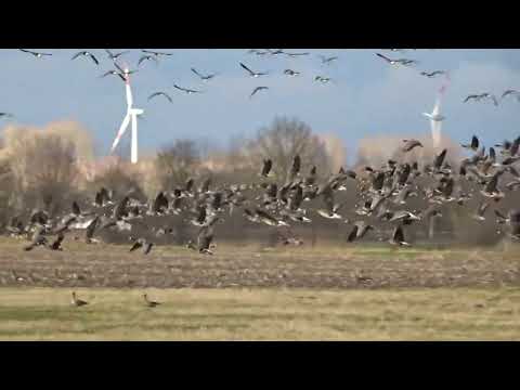 Wildgänse 2022 Niederrhein Deutschland
