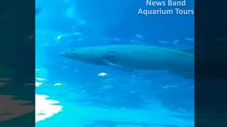 Aquarium Tours Travel and Discover 11 : The Sailfin Grouper