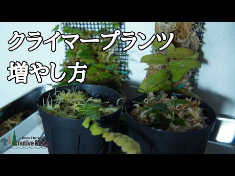 レオバテス・パルマトゥス