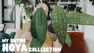 my entire hoya collection, hoya Q&A + my wishlist hoya and a few cool ones to put on your radar!