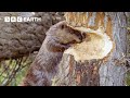 Busy Beavers Build Dam Ahead Of Winter Yellowstone BBC Earth