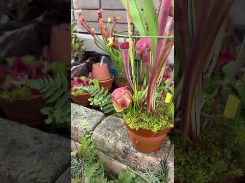 plantes-balcon-géranium-pots-suspendus plantes balcon