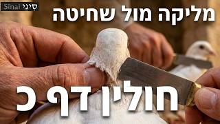 חולין דף כ - קצר וברור במיוחד - שיעורי הדף היומי של אתר סיני מאת אורי בריליאנט