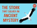 The spear-wielding stork who revolutionized science - Lucy Cooke