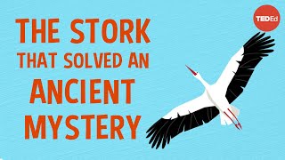 3 bizarre (and delightful) ancient theories about bird migration - Lucy Cooke