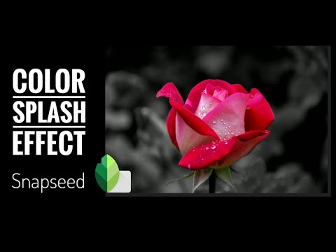 Color splash effect | Selective coloring  using Snapseed mobile