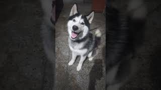 Husky dog WhatsApp status video #ytshorts #viral #