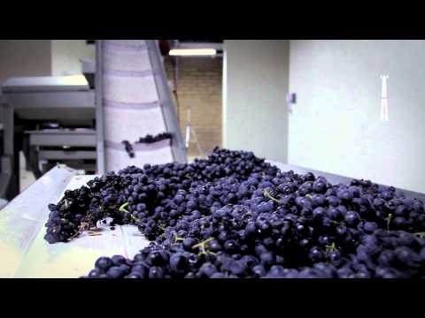 , title : 'De Uva a Mosto | Proceso de elaboración de vino tinto'