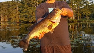 7+ Pound Topwater Tidal TOAD Caught During FLW BFL Practice!!! (Tournament Bass Fishing)