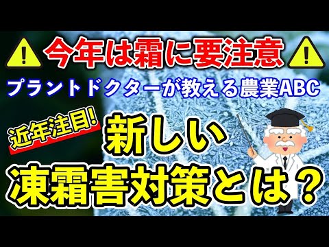 キョウチクトウを霜から守る方法は？冬を乗り切るための 4 つの簡単なアクション  庭園