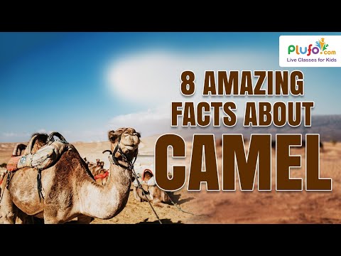 8 Amazing Facts About Camel | Interesting Facts | Educational Videos for Toddlers | AOL Videos #fact