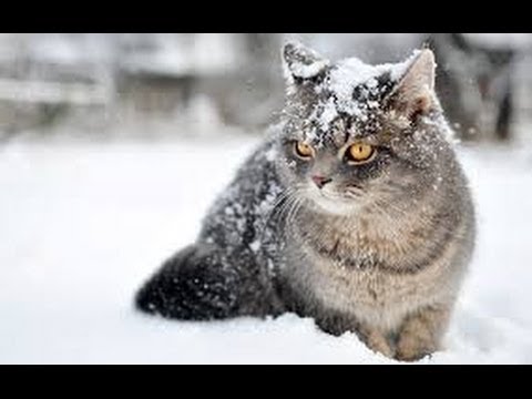 download lagu mp3 mp4 Cats Doc, download lagu Cats Doc gratis, unduh video klip Cats Doc