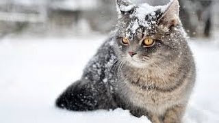 The Wonderful World of Cats - HD Nature Wildlife Documentary