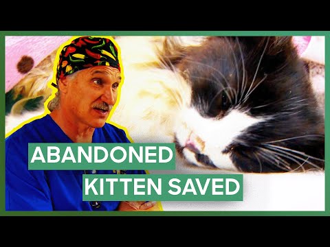 Dr. Jeff Saves Kitten Abandoned At Construction Site | Dr. Jeff: Rocky Mountain Vet