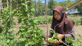 Download lagu Panen Pare (Bitter Gourd) di Kebun, Masak Tumis Pare dan Daging, Pare Kukus Isi Daging mp3 Download lagu Panen Pare (Bitter Gourd) di Kebun, Masak Tumis Pare dan Daging, Pare Kukus Isi Daging mp3