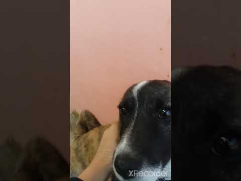 my precious Dog TIGER ❤ ||ABHIGYAN