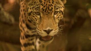 Belize: Nature & Wildlife