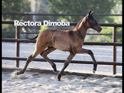 Rectora Dimoba (Publicado el 17-6-2018)