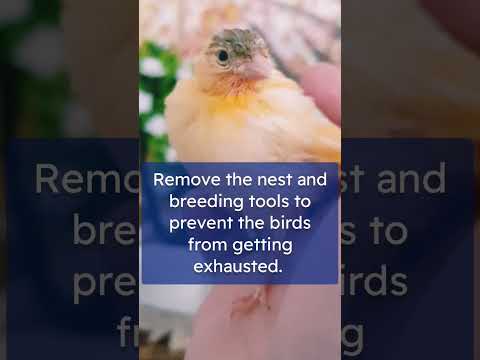 Tips for Canaries during the molting phase #canaries #canary_singing #birdsinging  #molting