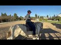 Yegua Camargue En venta 2017 Blanco