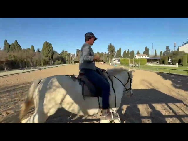 Yegua Camargue En venta 2017 Blanco