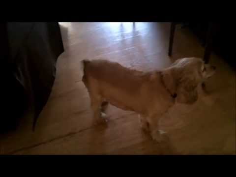Garmin BarkLimiter Dog Training Device Product Review - Bark Correction Collar