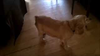 Garmin BarkLimiter Dog Training Device Product Review - Bark Correction Collar