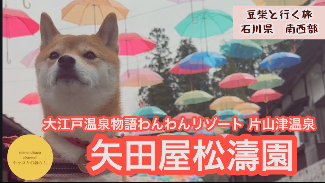 【豆柴と石川旅】わんわんリゾート　矢田屋松濤園