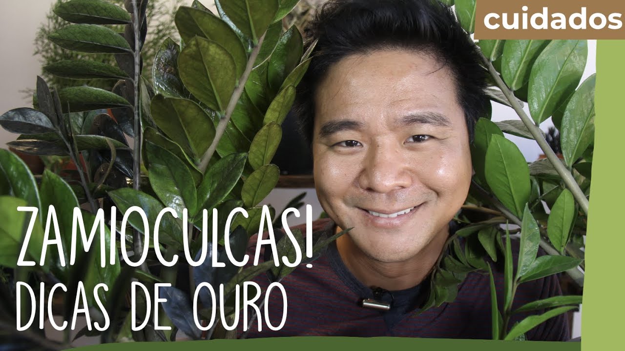 Tudo sobre ZAMIOCULCAS!