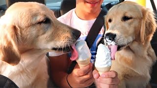 Dogs eating their first ICE CREAM CONE with Funny Commentary!