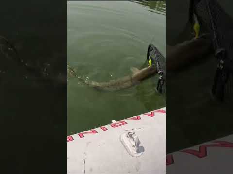 Biggest Catch of the 2024 Summer fishing Season! #fishing #pikefishing