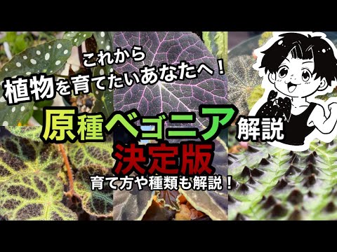 園芸 ベゴニア・ベノーサ