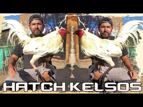 Beautiful ARROYO FARM California - Farm Visit White Kelso