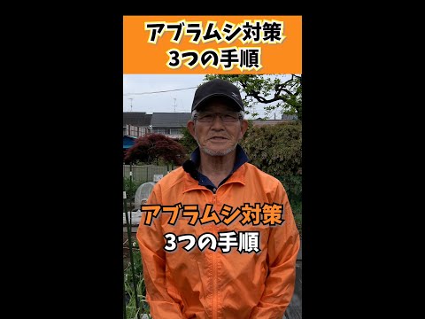 庭から虫を追い払うためのレモンバーム