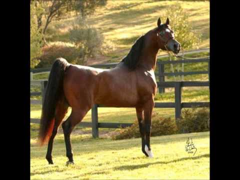 CAVALOS SELVAGENS (Paulo Ricardo-Não toque em mim).wmv