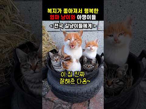 복지가 좋아져서 행복한 엄마 냥이와 아깽이들