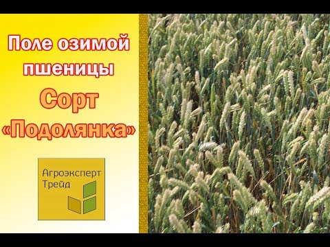 Семена озимой пшеницы. Поле Сорта Подолянка