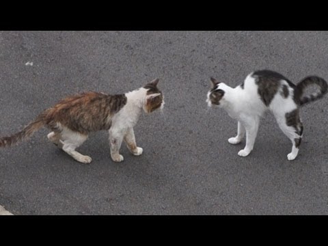 ドキュメント『猫が友達になる瞬間』
