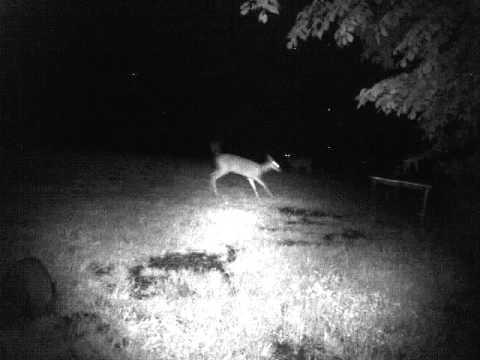 2011 05 25 2011 5 26 yard 071