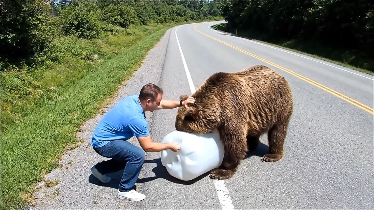 Animals That Asked People for Help & Kindness
