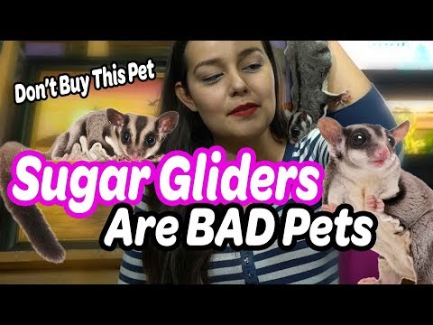 Sugar Gliders are Bad Pets | Why NOT to Buy a Sugar Glider