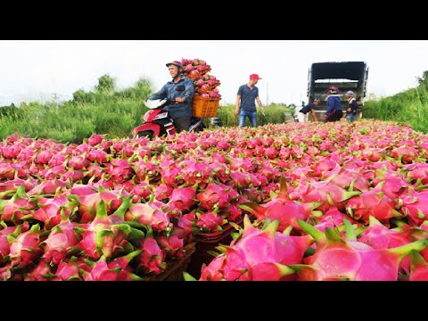 download lagu mp3 mp4 Dragon Fruit Production Technology, download lagu Dragon Fruit Production Technology gratis, unduh video klip Dragon Fruit Production Technology