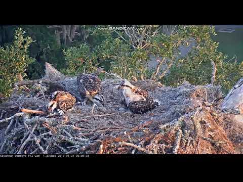 Savannah Osprey Nest Little Guy Finds Fish Tail