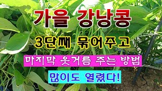 [텃밭농부 2,088]  가을강낭콩. 3단째 묶어 주고, 마지막 웃거름 주는 방법. #강낭콩재배