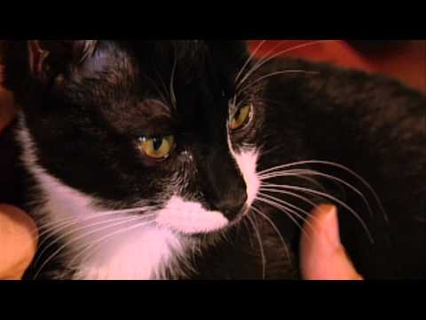 download lagu mp3 mp4 Roger Tabor, download lagu Roger Tabor gratis, unduh video klip Roger Tabor