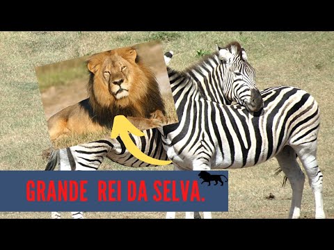 Animais Selvagens, Leão onça pintada. #onçapintada #onça